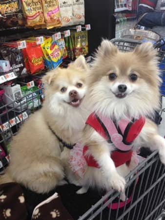 pomeranians-in-shopping-cart 
